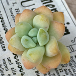 多肉植物カット苗🌵天使の雫🙌