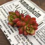 多肉植物カット苗🌵ジョイスタロック2個🙌