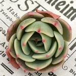 多肉植物カット苗🌵七福神🙌