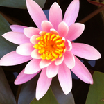 guest-34e78008様専用