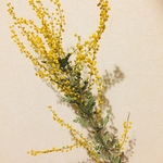 ミモザのドライフラワー
