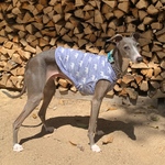 冷感白くま・ブルー🐼