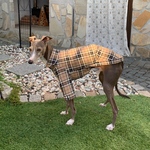 バーバリーチェックシャツ