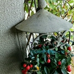 *rism様*専用ページ *クリスマスリース * モミ white & gold leafs。.:*:・'°☆