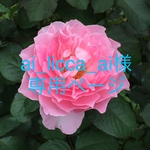 ai_licca_ai様専用ページ