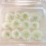 たんぽぽ綿毛*小さめ12個セット