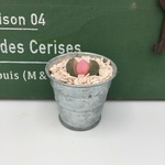 コノフィツム令和の桃子ブリキポット②