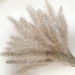 チガヤ ドライほんのりピンクver.*40本