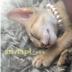 silviapt_様専用ページ