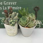 ☆サービス品☆多肉植物寄せ植えセット