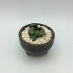 ハオルチア万象 花菱 信楽焼の鉢