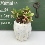 多肉植物 桜吹雪