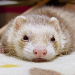 miho︎︎⑅︎◡̈︎*