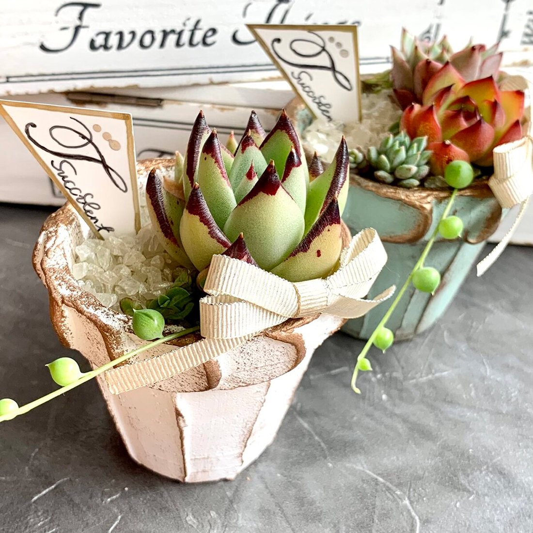 初心者向け 多肉植物の育て方 増やし方や植え替え方法も解説 Minneとものづくりと