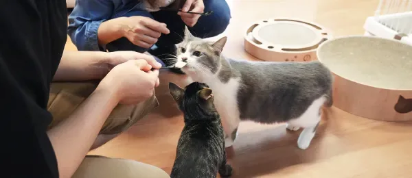 保護猫が餌をもらっている写真