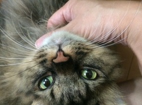 ショップ画像