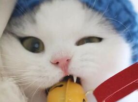 ショップ画像