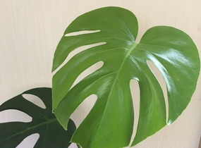 ショップ画像