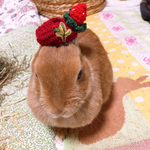 ケープ&🍓ベレー帽