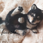 羊毛フェルトの柴仔犬