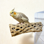 鳥 とまり木 カクタスパーチ（サボテンのとまり木）小型インコ・中型インコ