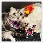 【常用首輪⭐】ねこ柄のハロウィンバンダナ👻