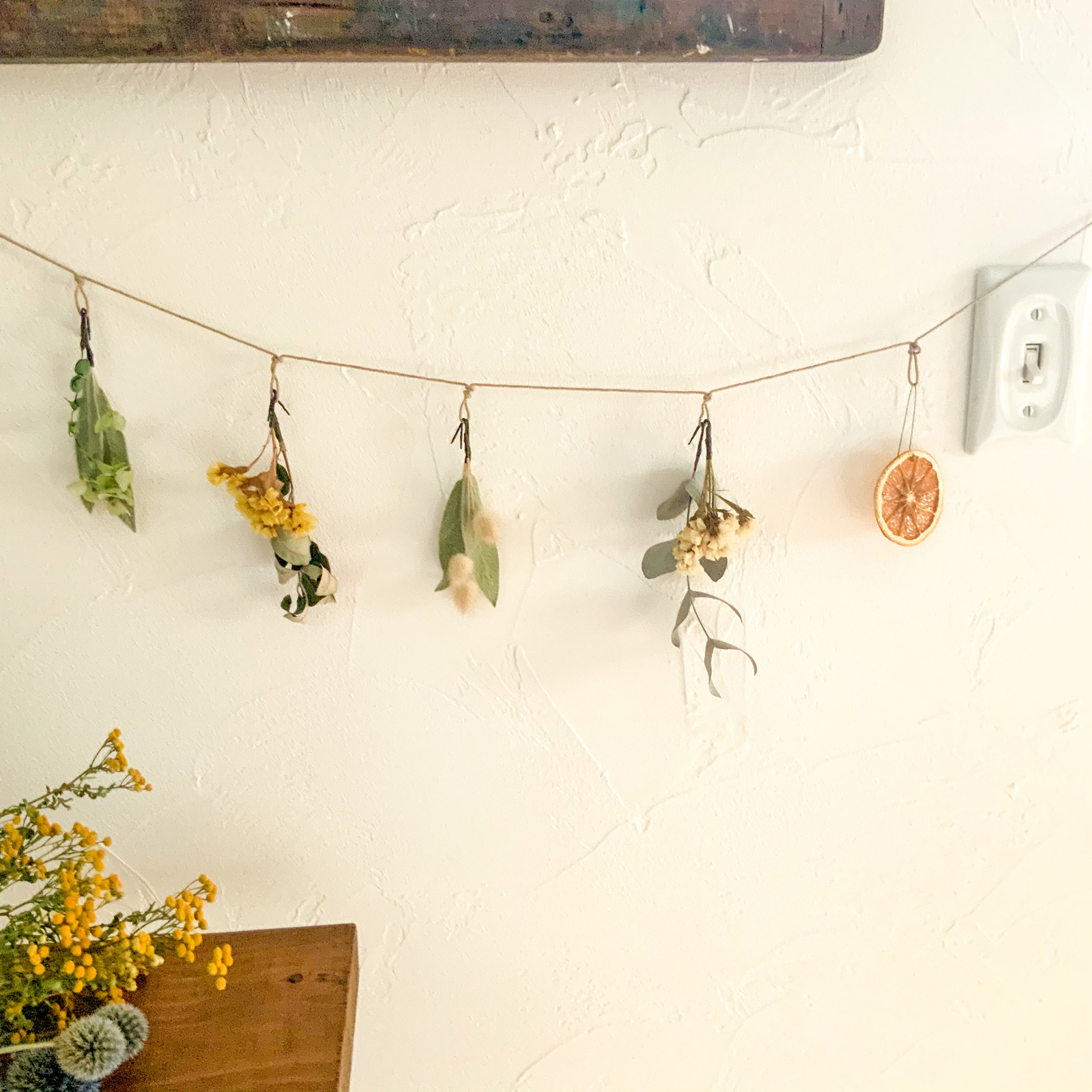 多肉植物　セダム　斑入り森村万年草　カット苗　10カット 多肉植物 セダム 斑入り森村万年草 カット苗 10カット