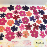 ♡new♡作家様必見♡ 人気のバーベナMIXセット♡押し花セット