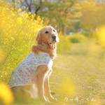 大型犬  爽やか花柄＊タンクトップ