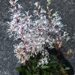 【送料込】レア植物♡淡いピンクの花が可愛い♡山野草♡屋久島ショウマ♡鉢ごと発送♡