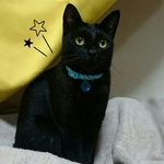 猫ちゃんの首輪☆水玉模様(水色×白)☆