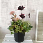 キット◇チョコレートコスモス・寄せ植え風