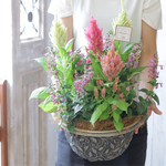 フジプルコとケイトウの寄せ植え