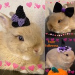 ウサギ用ハロウインの帽子とリボン