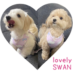 ラブリーSWAN ハーネス ペアセット（ご予約のお客様分）
