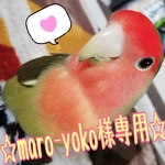 《maro-yoko様専用》♡インコちゃんのおもちゃ♡４点セット♡
