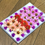お花屋さんが作ったアスターとジニアの可愛いコラボレーション   ②