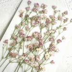 押し花素材～かすみ草（ピンク）15本〜 