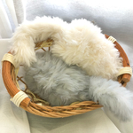 こねこ玉・ロシアンブルー