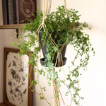 レインボーファンとプランツハンガー