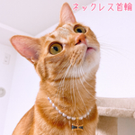 猫の首輪🐈シンプルグラデーションパール✨ネックレス首輪♡リボンチャーム🎀