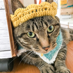 猫ちゃんキング