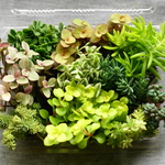 多肉植物　カット苗セット　４種郵便送料込み