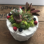 モルタル　ベリーケーキ　多肉植物寄せ植え