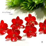 カトレア*Cattleya* Gカン付き レッド