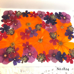♡new♡  ♡ハロウィンカラーな押し花セット♡