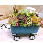 新作！！カート寄せ植え