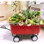 新作！！カート寄せ植え