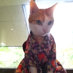 猫の大正ロマン　12
