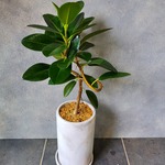 フランスゴムの木　植物のみの場合　2300円